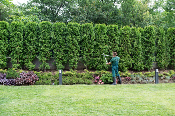 Best Lawn Drainage Solutions  in Windsor Heights, IA